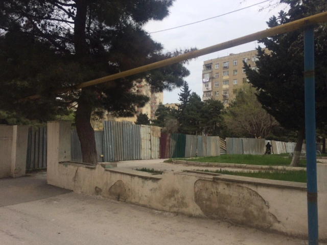 В Баку вырубили кипарисы и ели – ФОТО